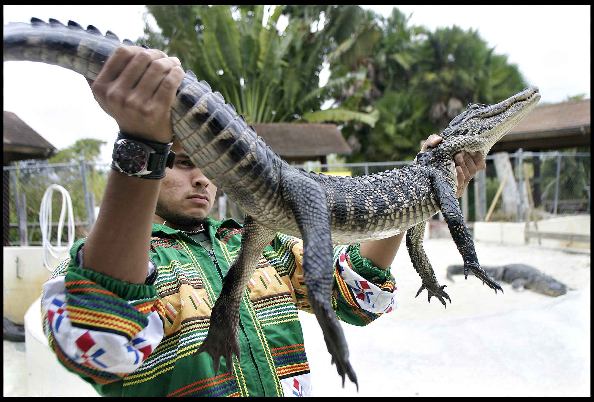 Alligator holdes af indianer på farm i Everglades-USA