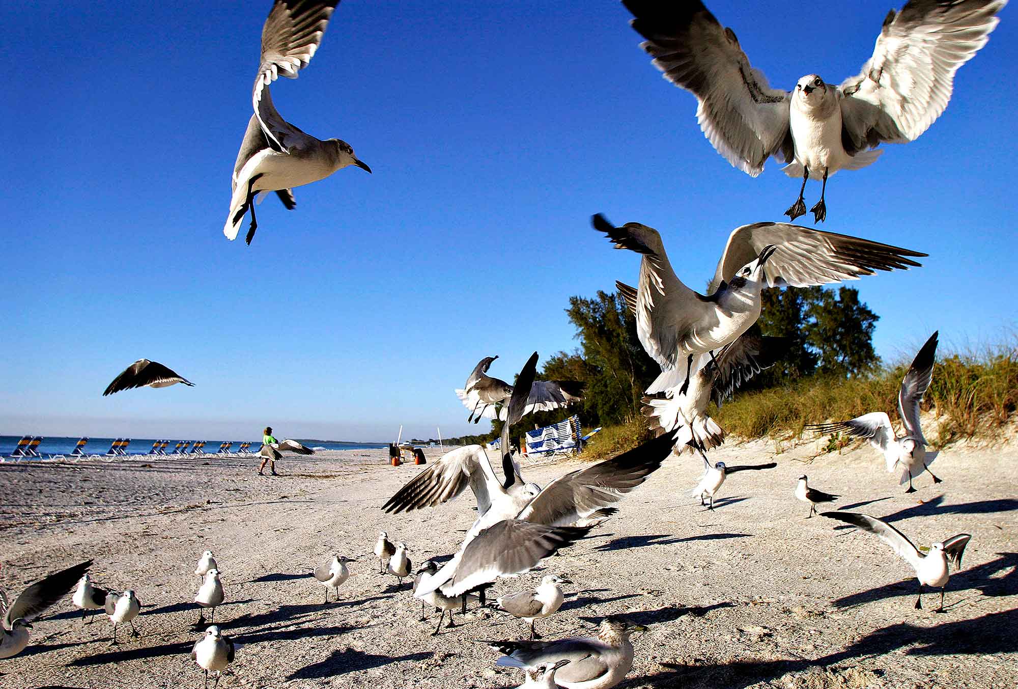Fugle på stranden i Florida
