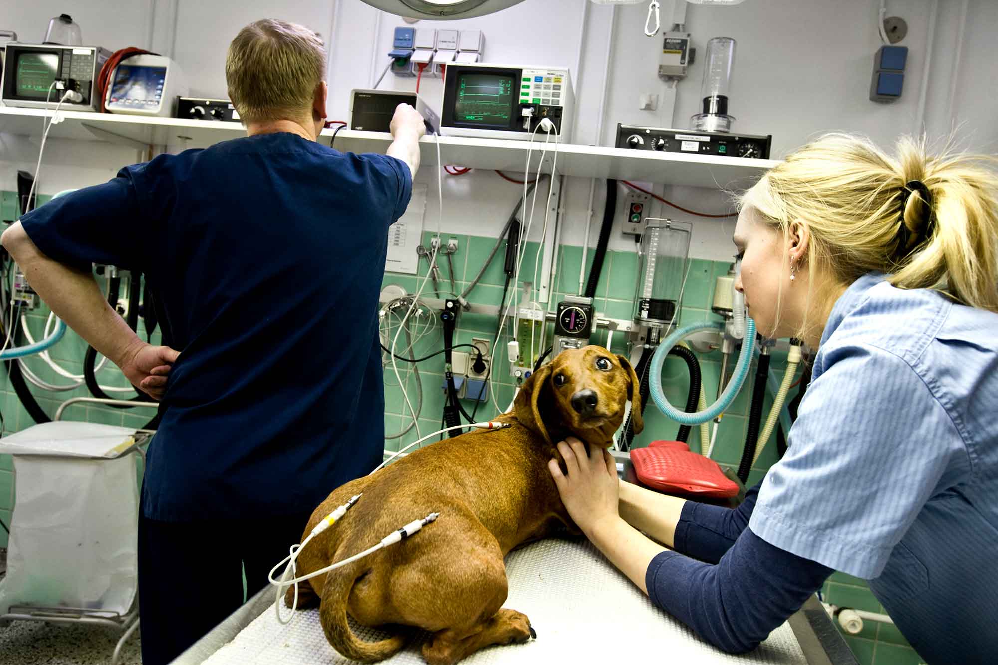 Hund checkes på dyrehospital